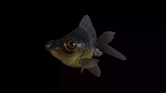 FISH-005 Goldfish 3D model