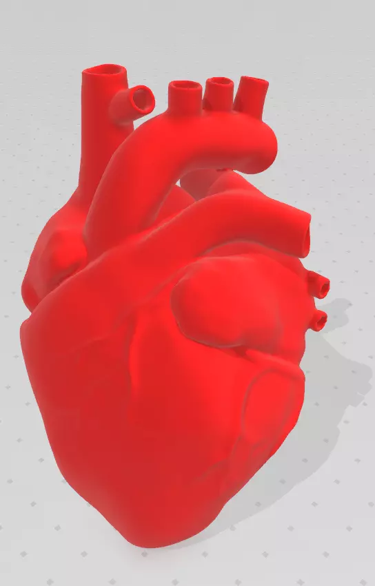 Heart Anatomical 3D print model_0