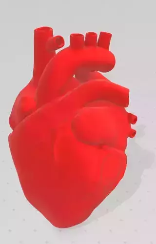 Heart Anatomical 3D print model