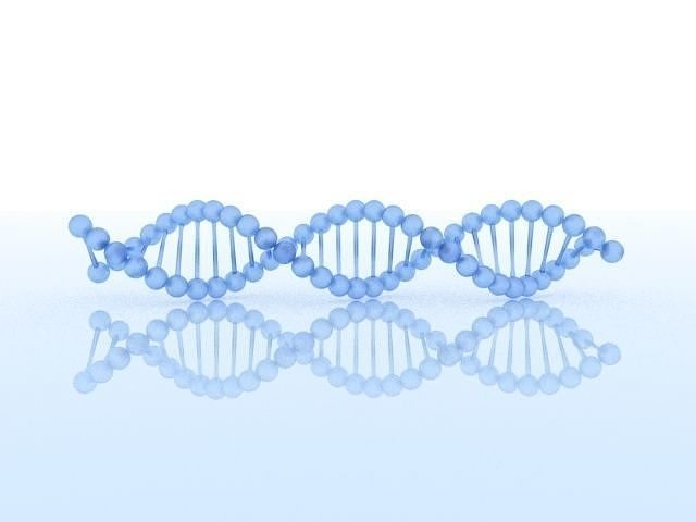 DNA Model 1 strand 3D model