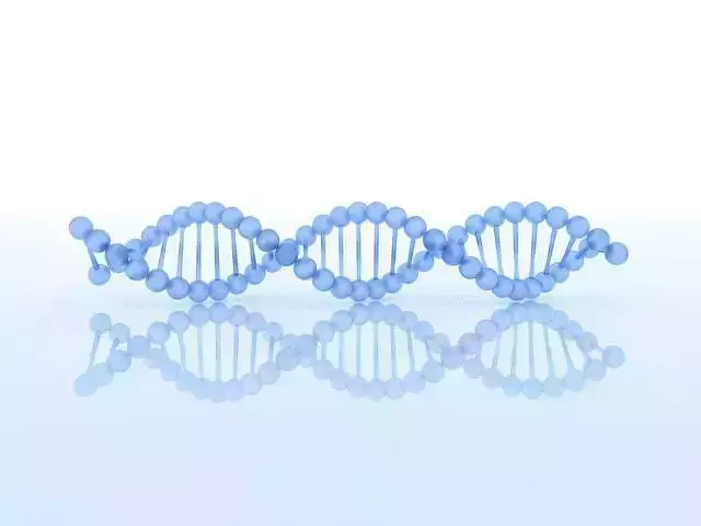 DNA Model 1 strand 3D model
