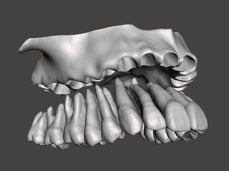 D012 Maxillary and Mandibular dental models anatomical teeth 3D print model_1