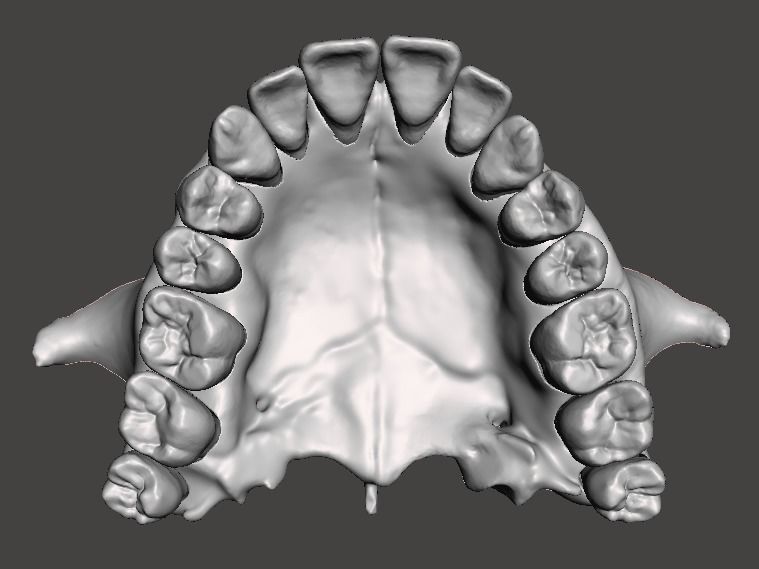 D012 Maxillary and Mandibular dental models anatomical teeth 3D print model_2