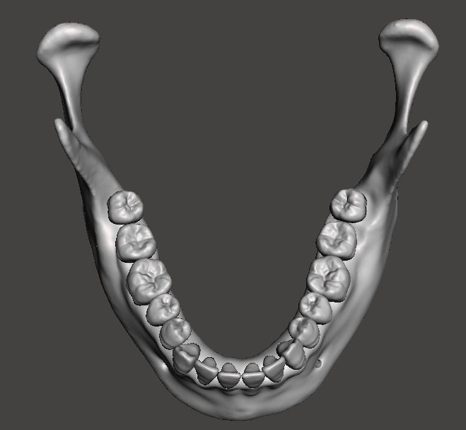 D012 Maxillary and Mandibular dental models anatomical teeth 3D print model_6