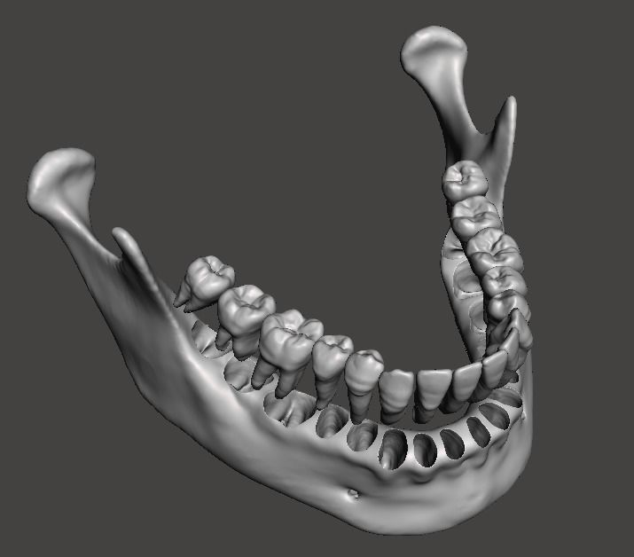 D012 Maxillary and Mandibular dental models anatomical teeth 3D print model_7