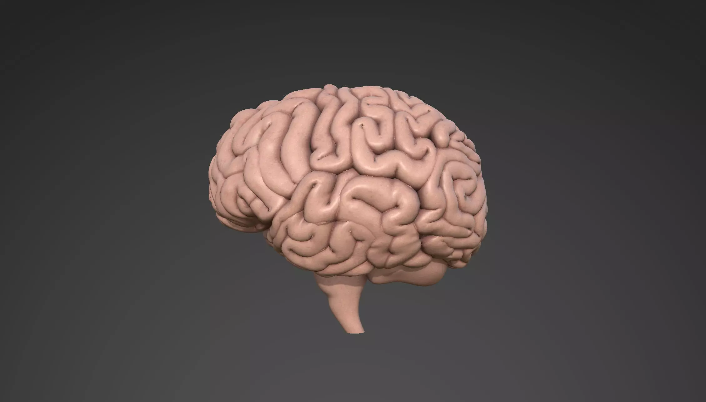 Brain human 3D model