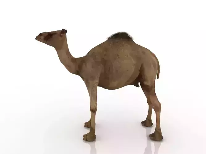High quality camel