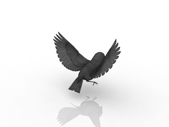 beautiful bird 3D model_4