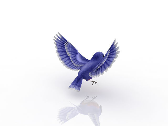 beautiful bird 3D model_2
