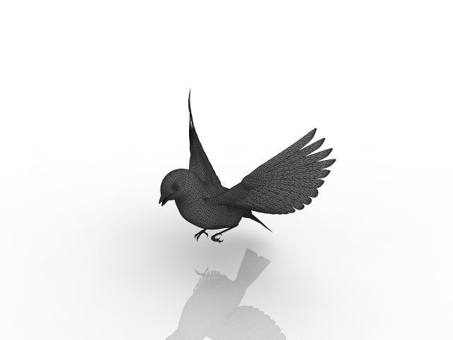 beautiful bird 3D model_5