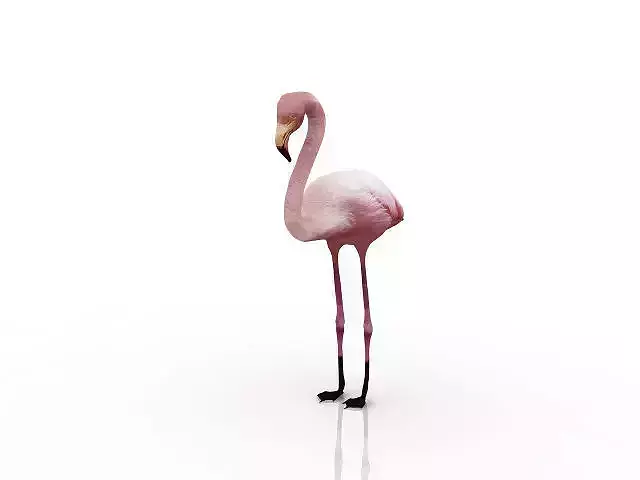 Flamingo bird