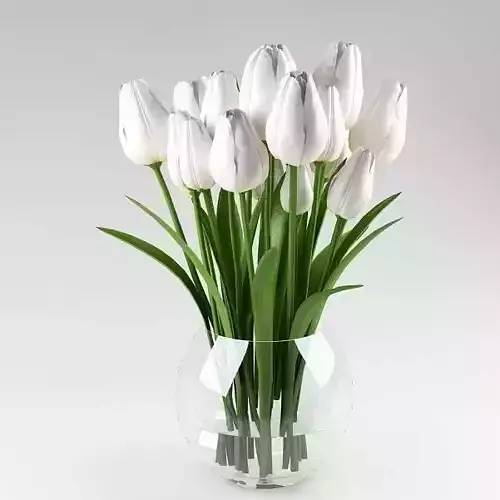 Ornamental plant 09 white tulips