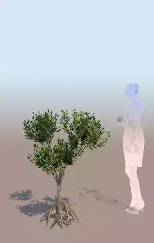 mangrove bush A rhizophora mangle 3D model