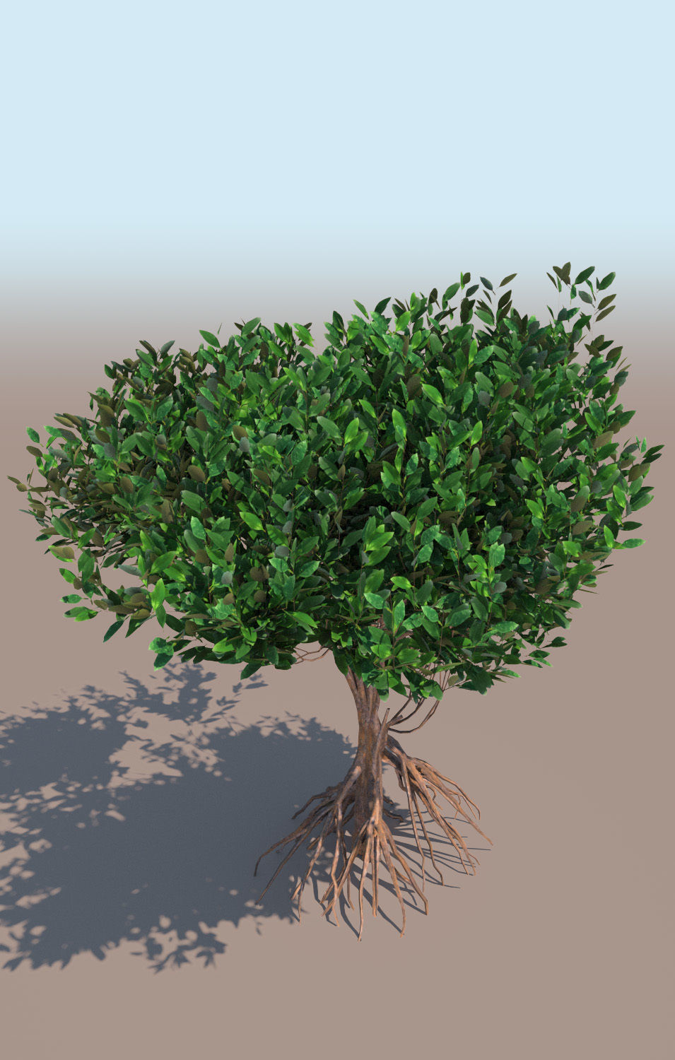 mangrove bush B rhizophora mangle 3D model_3
