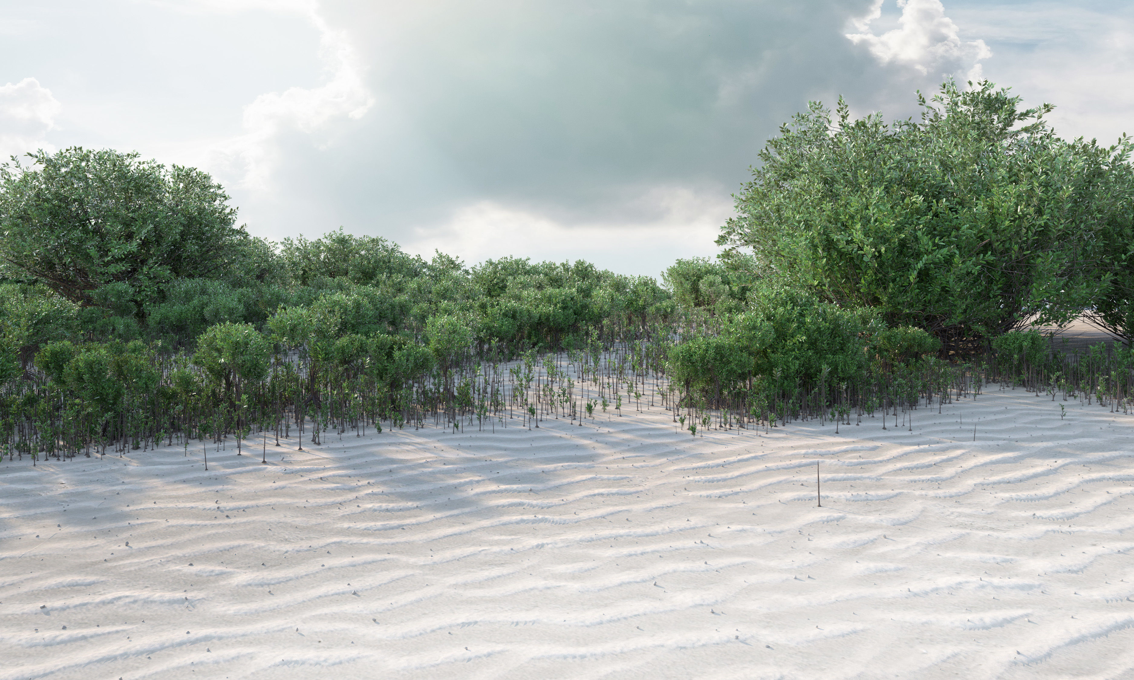 mangrove bush B rhizophora mangle 3D model_6
