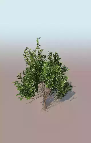mangrove bush C rhizophora mangle 3D model