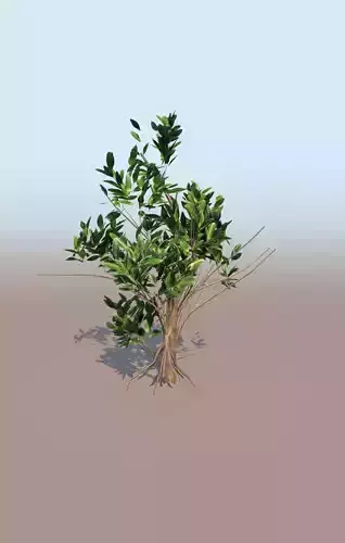 mangrove bush D rhizophora mangle 3D model