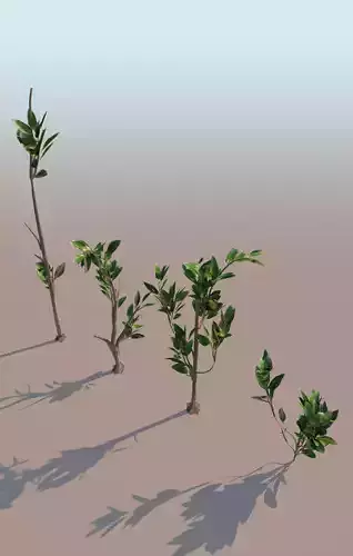 mangrove grasses Rhizophora mangle 3D model
