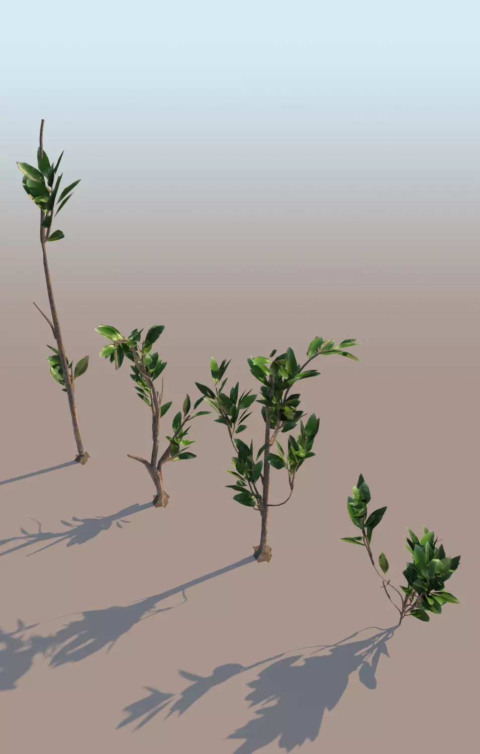 mangrove grasses Rhizophora mangle 3D model_0