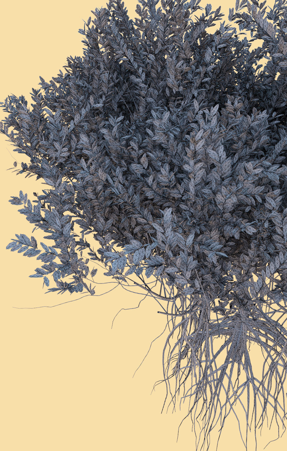 mangrove tree A rhizophora mangle 3D model_4