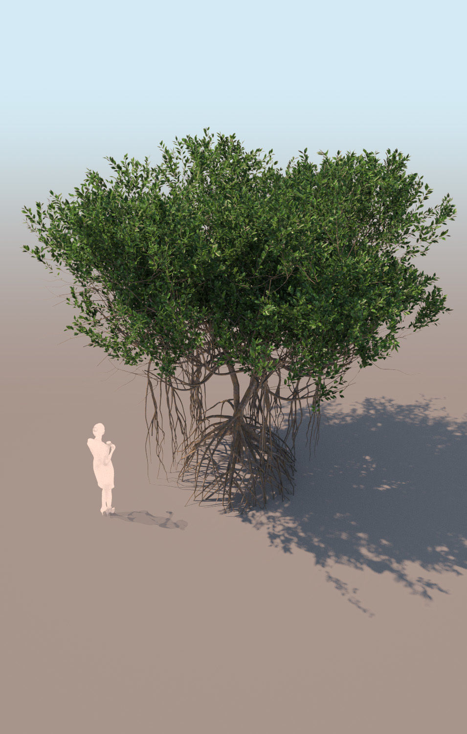 mangrove tree A rhizophora mangle 3D model_1