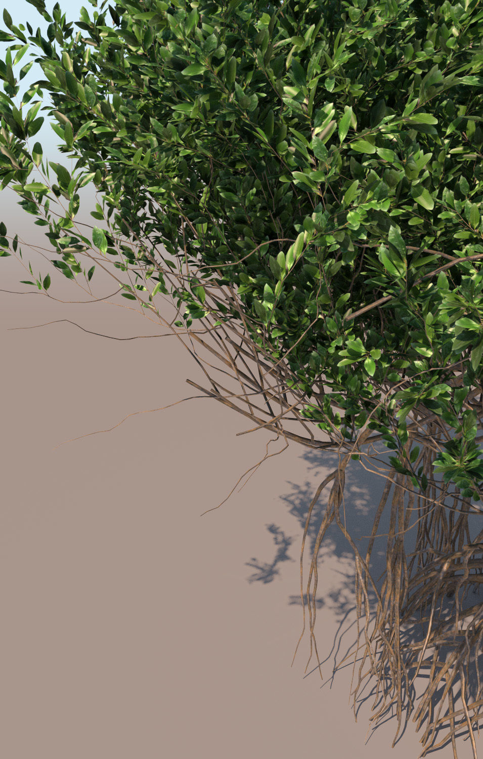 mangrove tree A rhizophora mangle 3D model_3