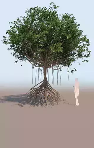 mangrove tree B rhizophora mangle 3D model mangrove tree B rhizophora mangle 3D model