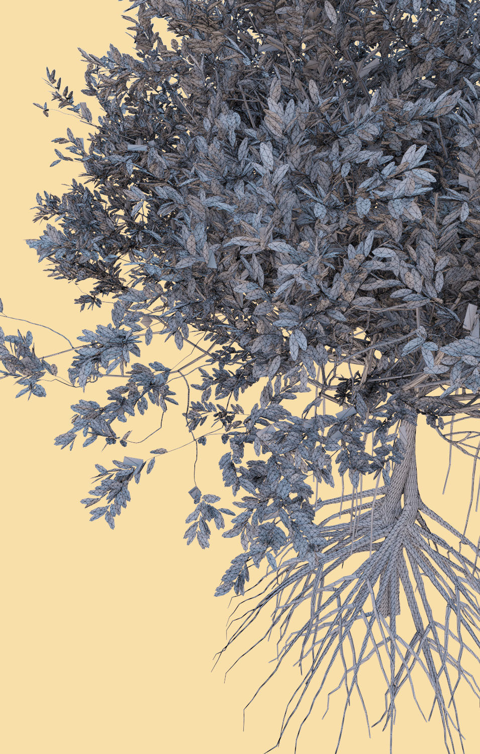 mangrove tree B rhizophora mangle 3D model_4
