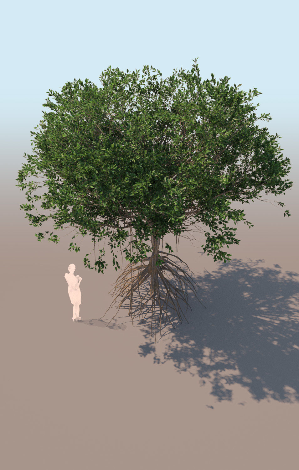 mangrove tree B rhizophora mangle 3D model_1