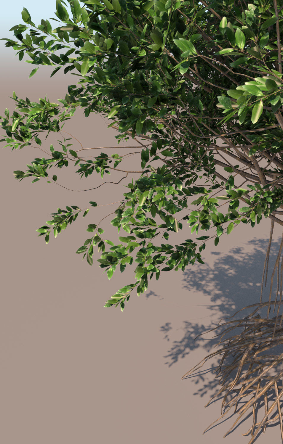 mangrove tree B rhizophora mangle 3D model_3