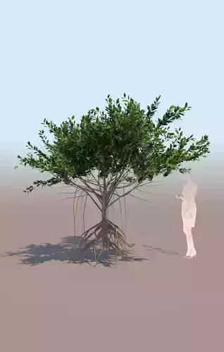 mangrove tree C rhizophora mangle 3D model