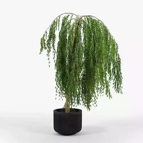 Salix weeping willow tree in pot
