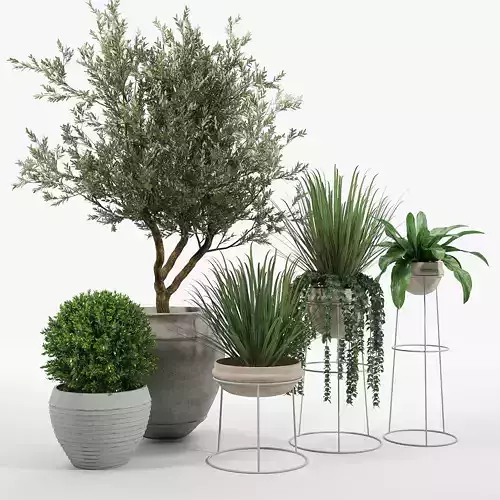 CB2 Set three potted plants 3D model