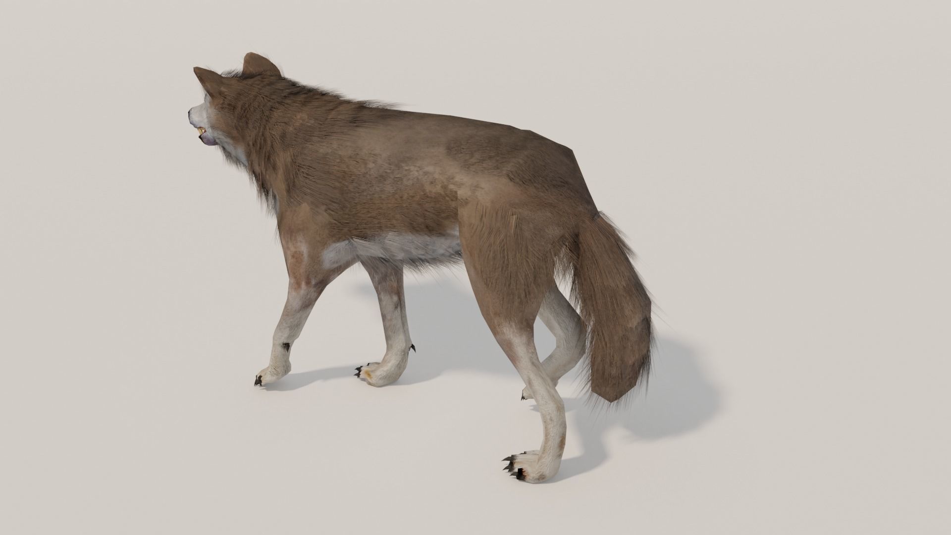 Brown Wolf Animated game ready with fur Low-poly 3D model_6