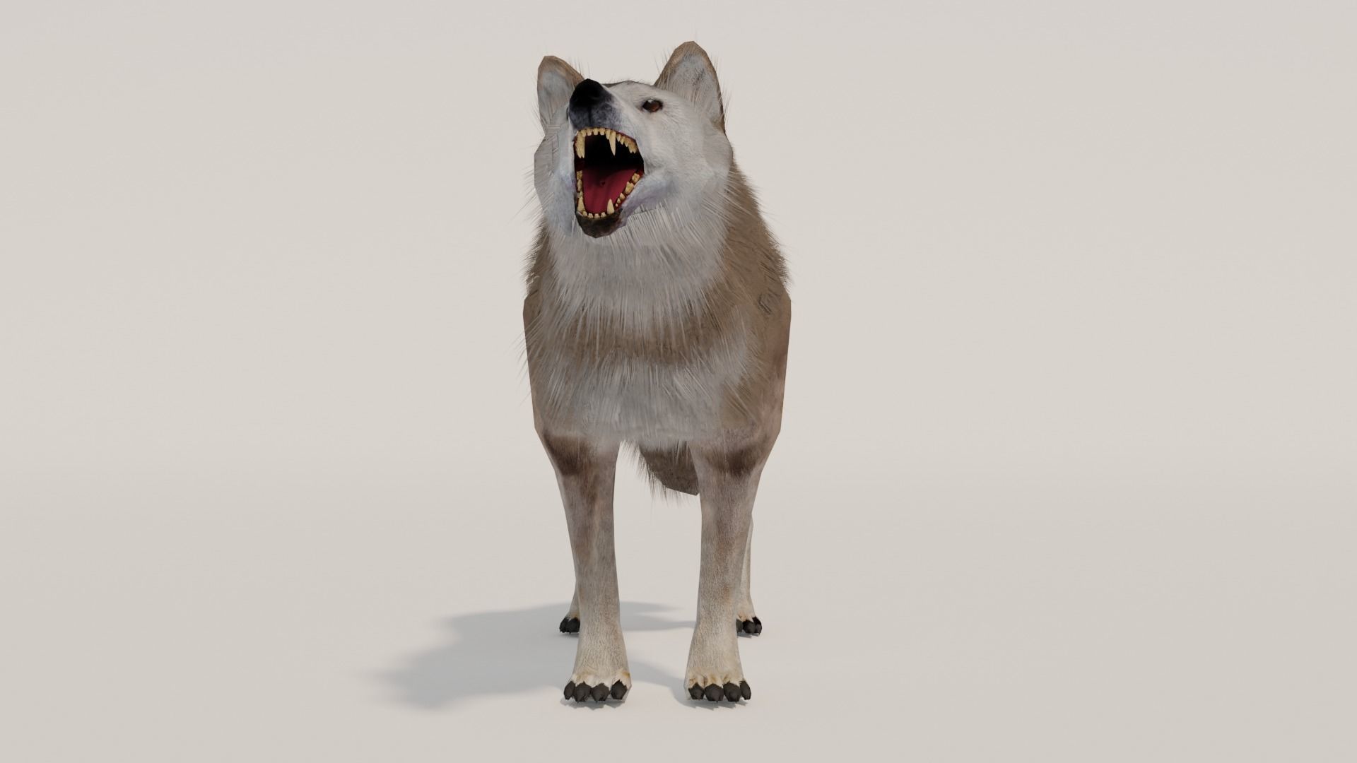 Brown Wolf Animated game ready with fur Low-poly 3D model_8