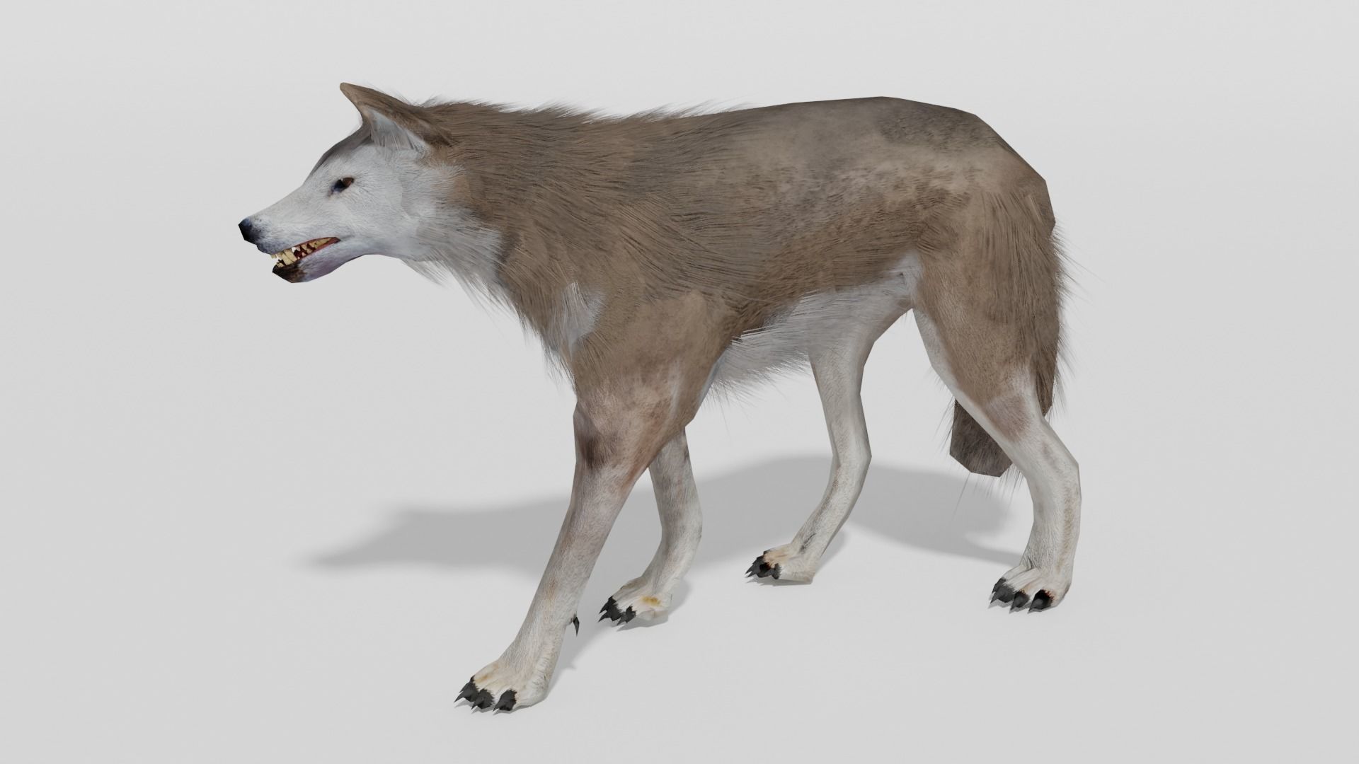 Brown Wolf Animated game ready with fur Low-poly 3D model_3