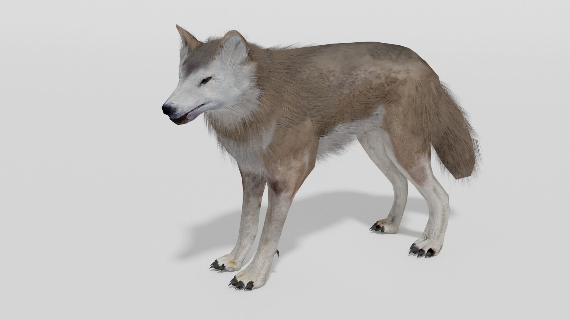 Brown Wolf Animated game ready with fur Low-poly 3D model_19