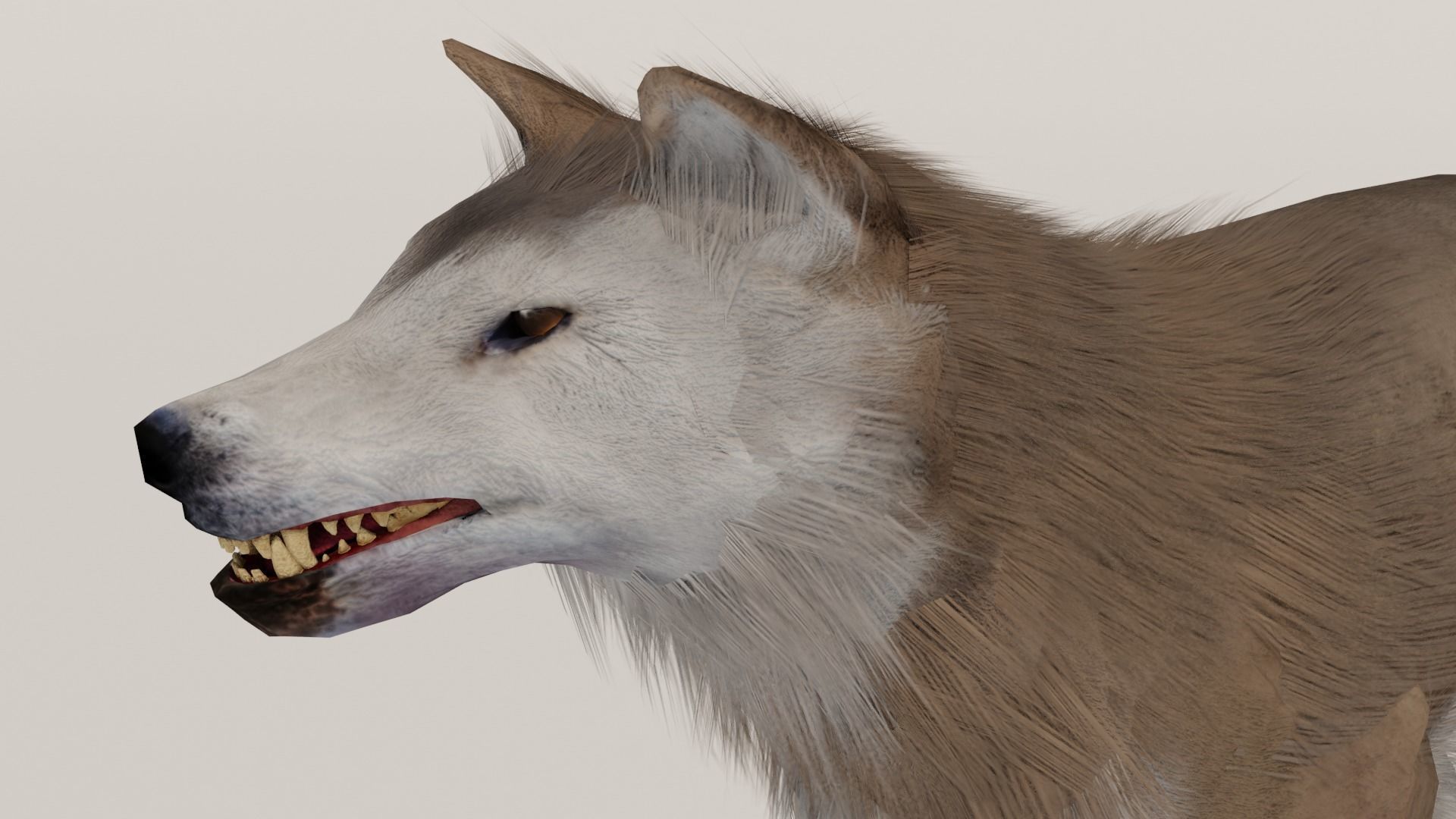 Brown Wolf Animated game ready with fur Low-poly 3D model_13