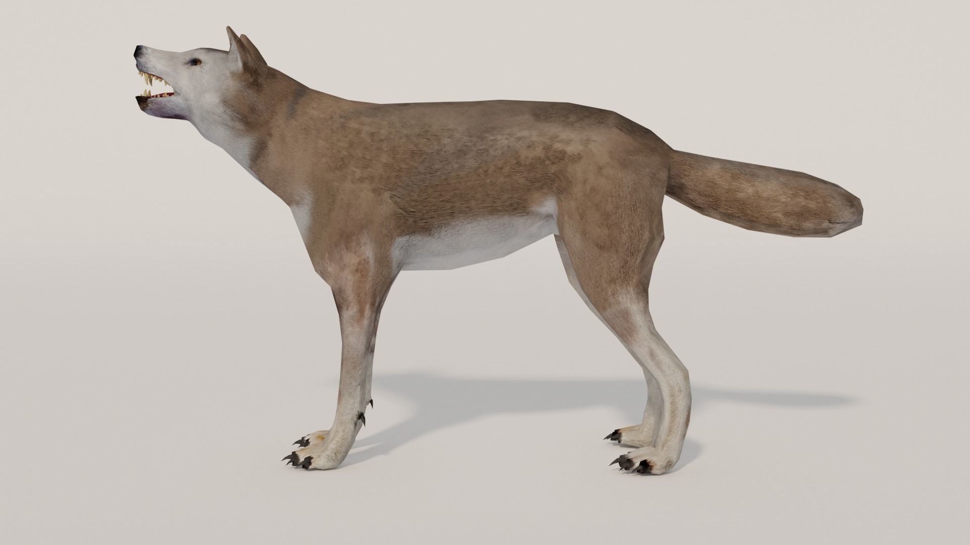 Brown Wolf Animated game ready with fur Low-poly 3D model_14