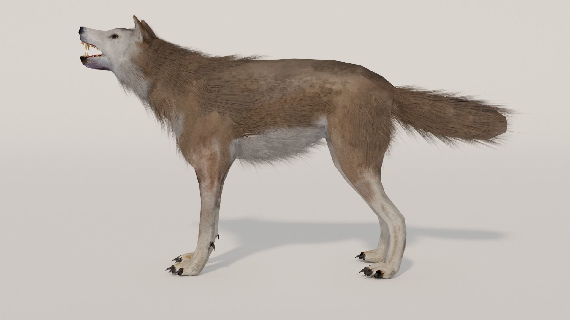 Brown Wolf Animated game ready with fur Low-poly 3D model_12