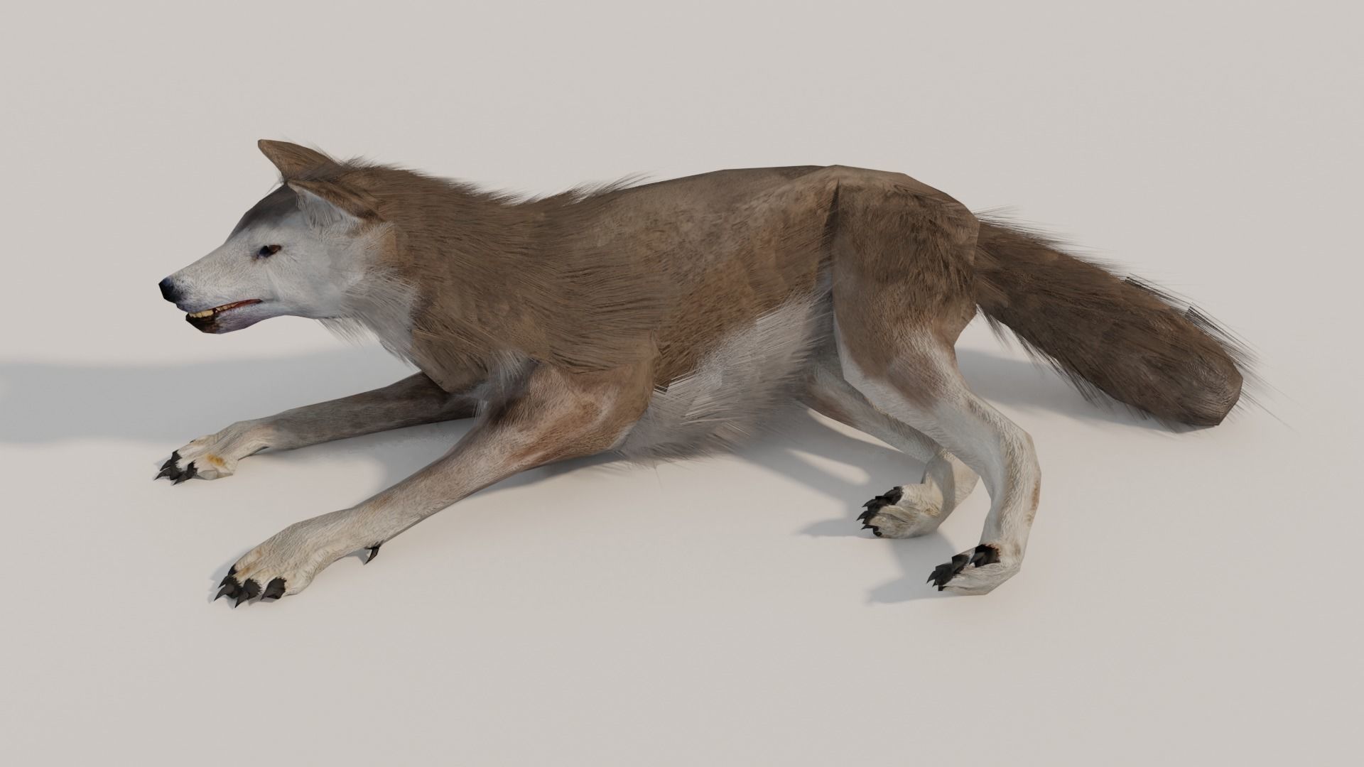 Brown Wolf Animated game ready with fur Low-poly 3D model_11