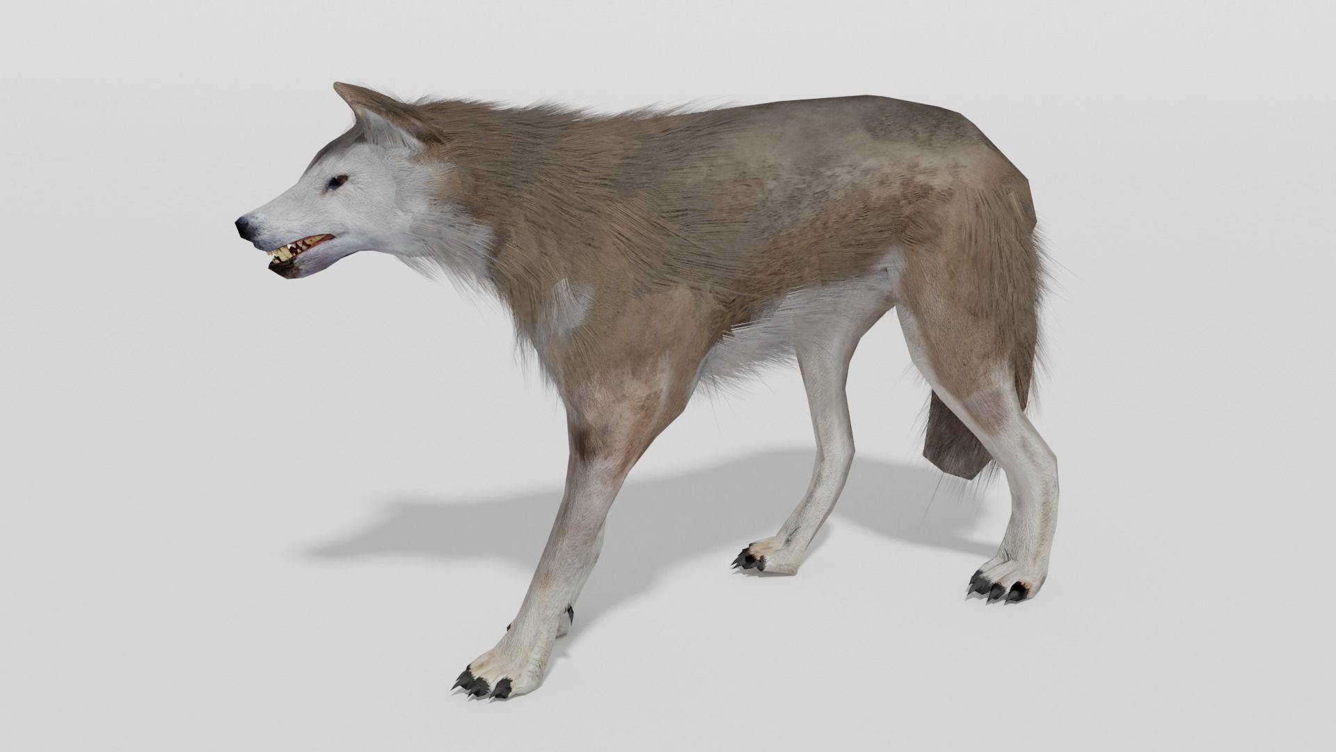 Brown Wolf Animated game ready with fur Low-poly 3D model_20