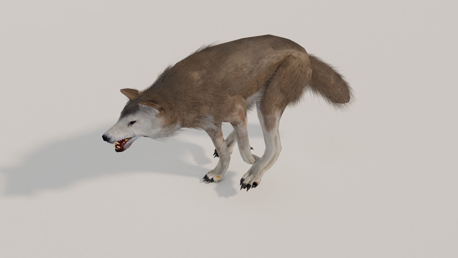 Brown Wolf Animated game ready with fur Low-poly 3D model_18