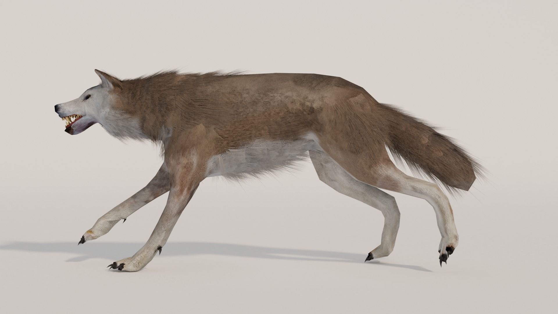 Brown Wolf Animated game ready with fur Low-poly 3D model_4