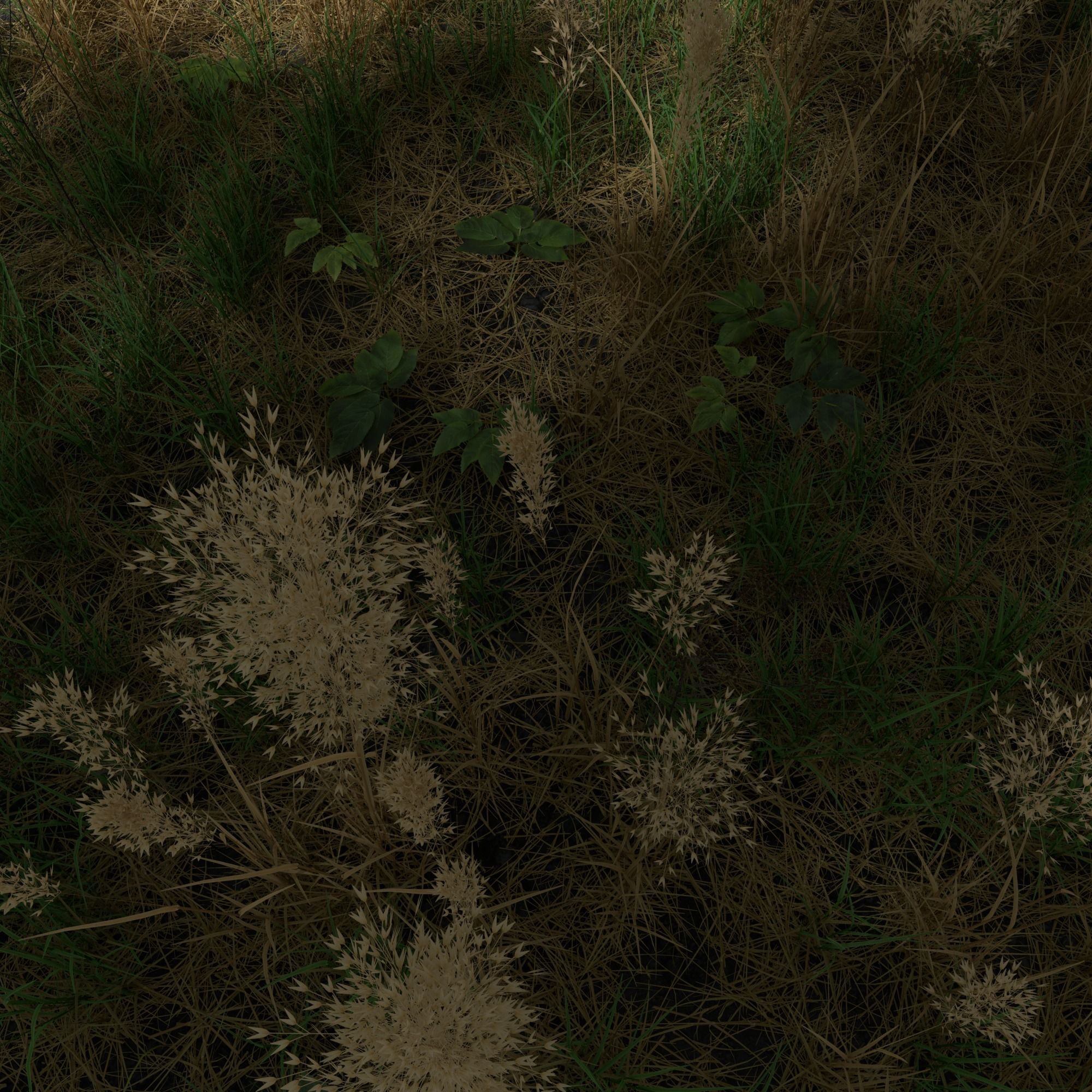 Dry Bent Gras Meadow Patch 3D model_1