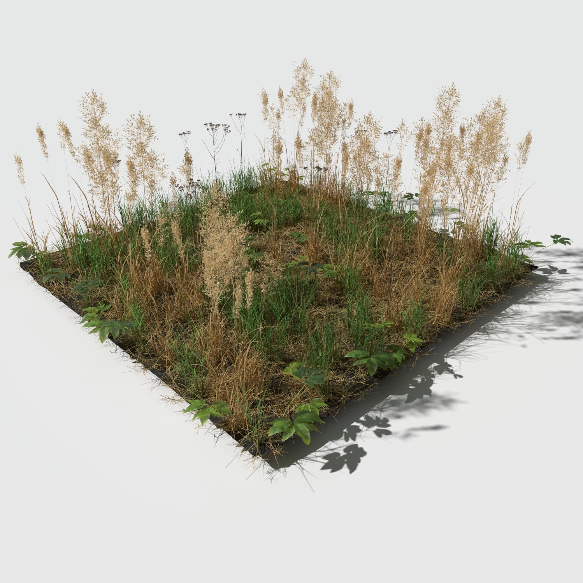 Dry Bent Gras Meadow Patch 3D model_3