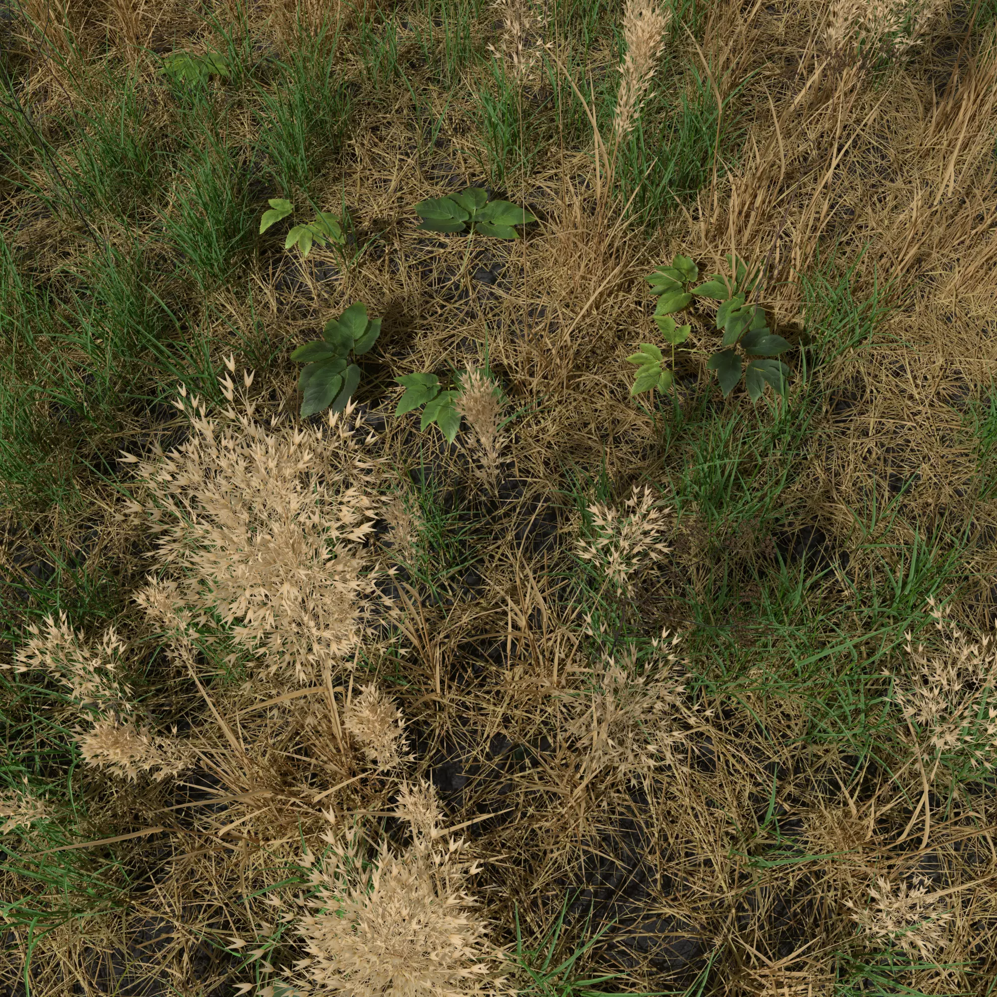 Dry Bent Gras Meadow Patch 3D model_0