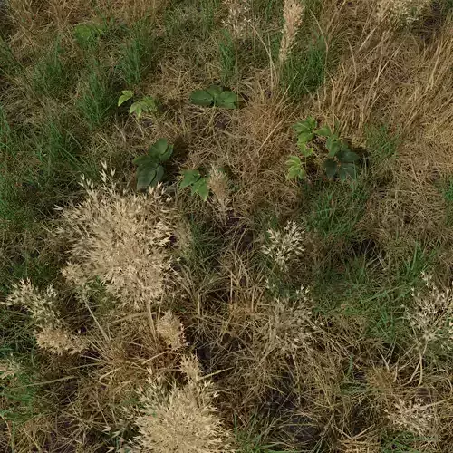 Dry Bent Gras Meadow Patch 3D model