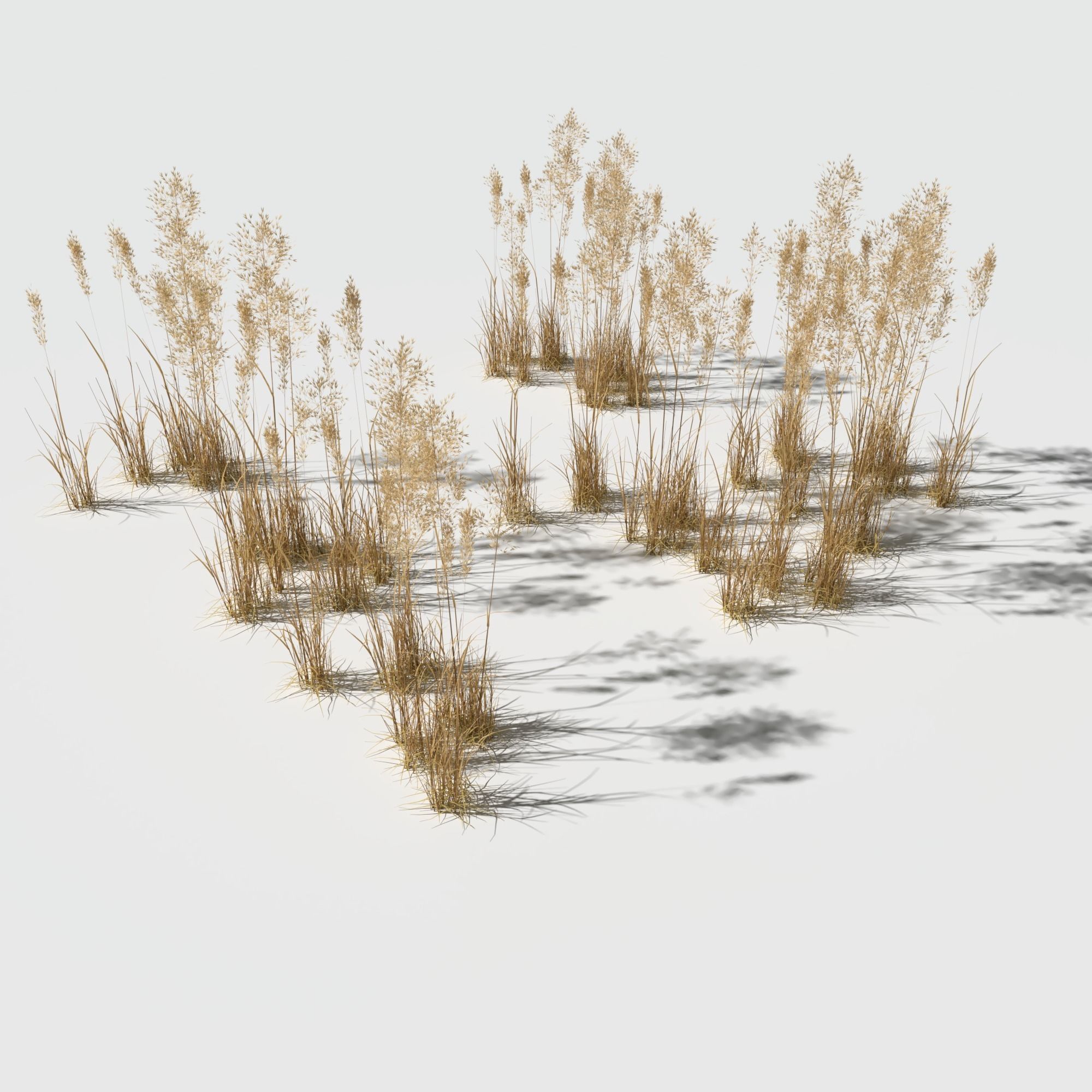 Dry Bent Gras Meadow Patch 3D model_10