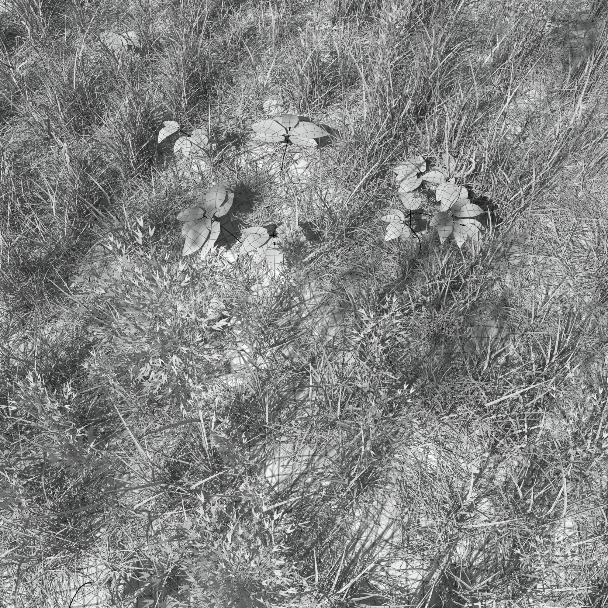 Dry Bent Gras Meadow Patch 3D model_2